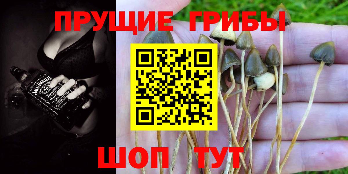 Псилоцибиновые грибы мицелий Дальнегорск